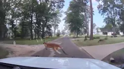 Escaped Kangaroo perplexes residents, police in Lufkin