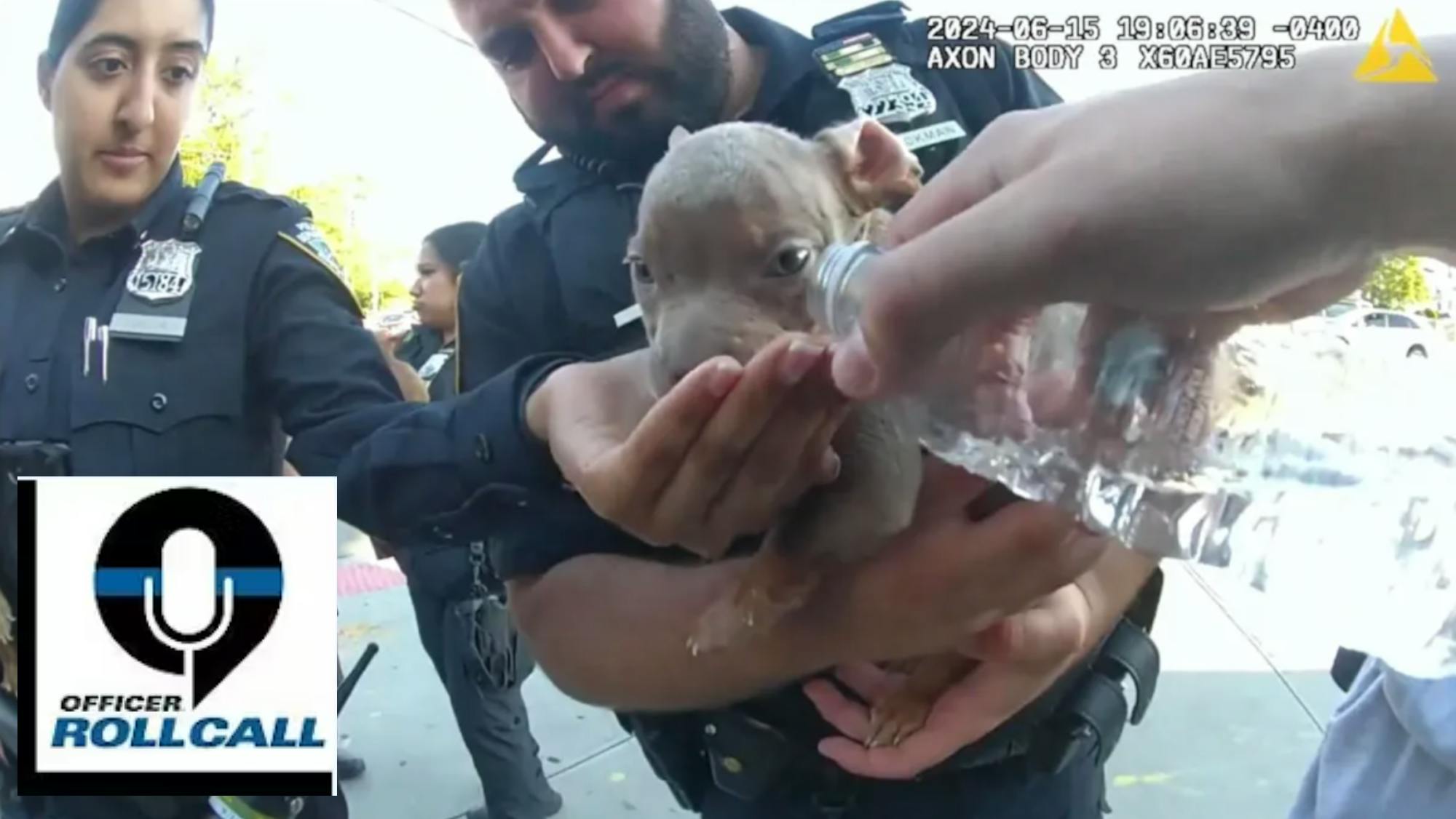 6675e50f7f41e4bd99246303 Puppiessaved