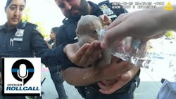 6675e50f7f41e4bd99246303 Puppiessaved 6675e50f7f41e4bd99246303 Puppiessaved