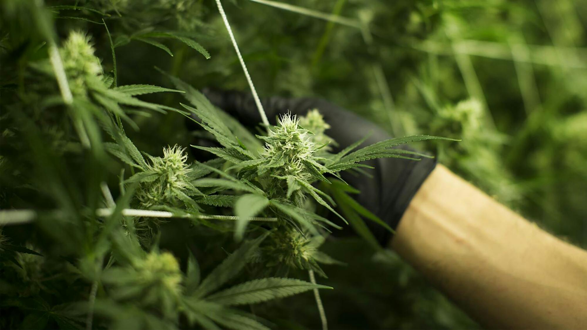 Cannabis plants grow in a temperature-controlled room, in a file image. A recent raid in the Bay Area included a home owned by a local police officer.