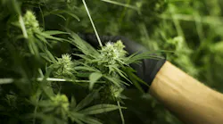 Cannabis plants grow in a temperature-controlled room, in a file image. A recent raid in the Bay Area included a home owned by a local police officer.