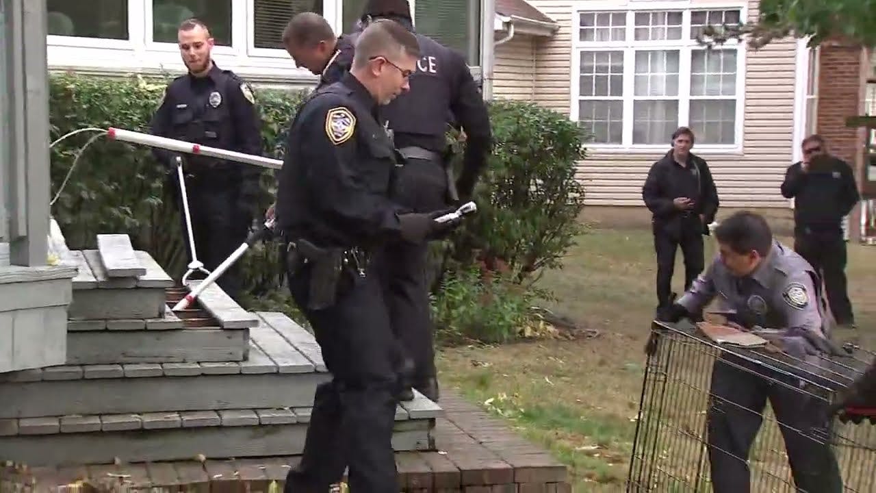 Endangered cat found after Hoffman Estates police search