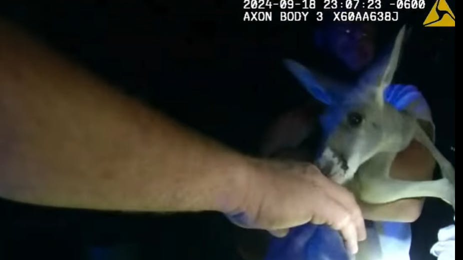 Durango, CO, police captured a red kangaroo that was on the loose in the city last month.