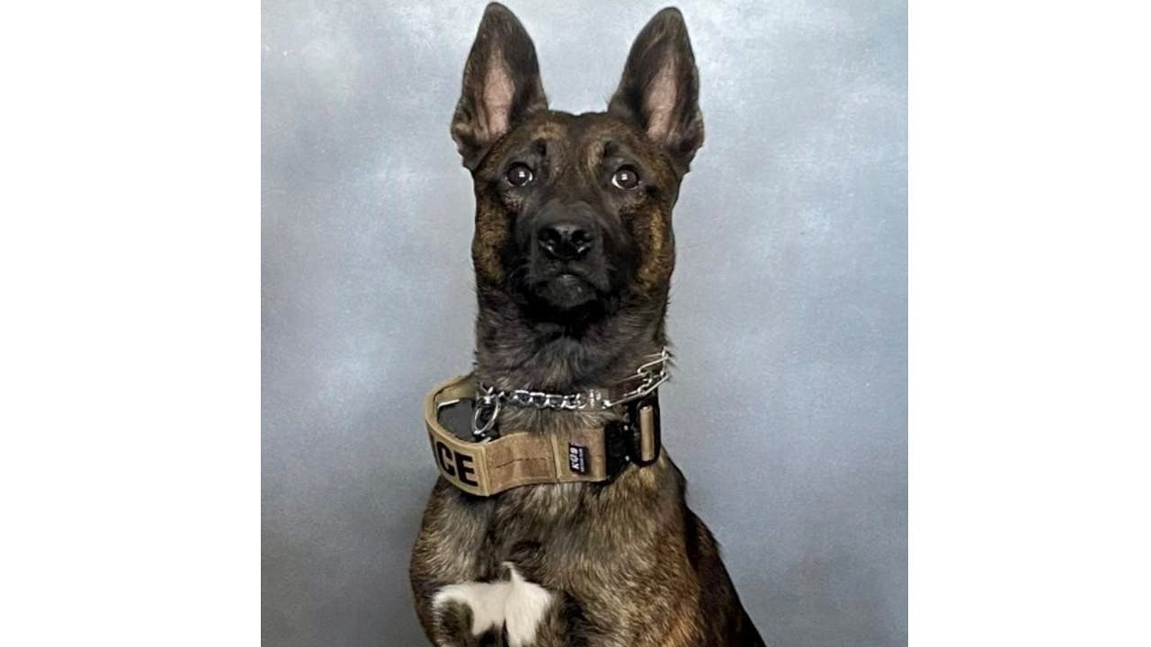Murph, a Vacaville, CA, police K-9.