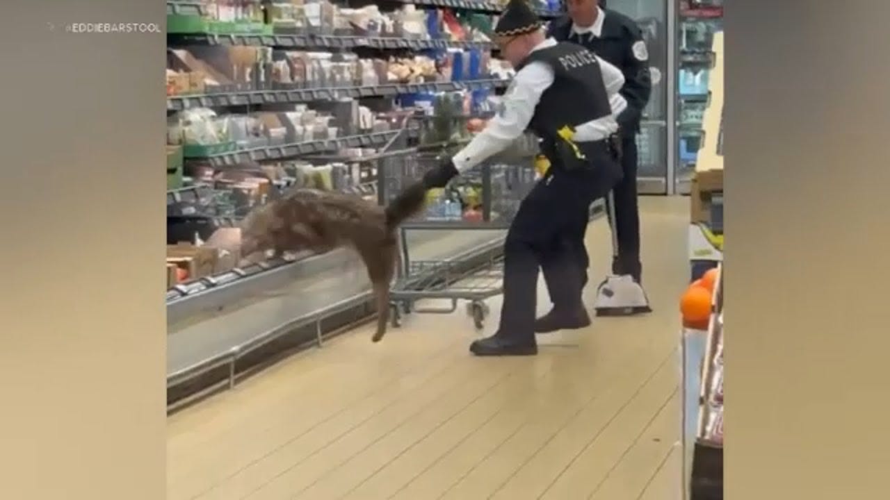 WATCH: Coyote pulled out of shelves after being found hiding inside Chicago Aldi store