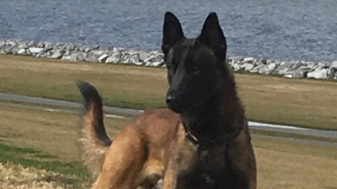 Macho, a Jefferson Parish, LA, Sheriff's Office K-9.