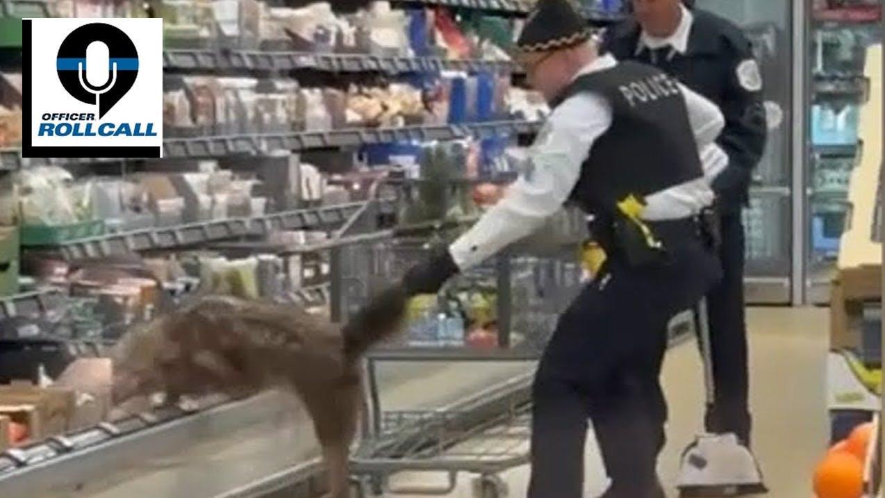 678a995f009201280aa96517 The Lineup Chicago Police Coyote