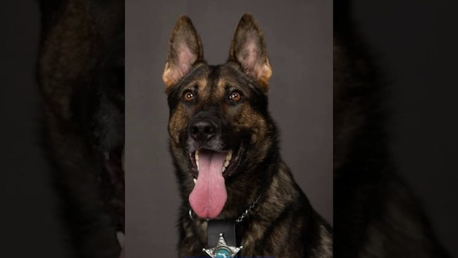 In A Strange And Tragic Incident, Brooks, A K 9 With The Hillsborough County Sheriff's Office, Jumped The Fence At Their Lithia Home And Attacked A Neighbor's Alpaca Before Being Shot And Killed By The Alpaca's Owner