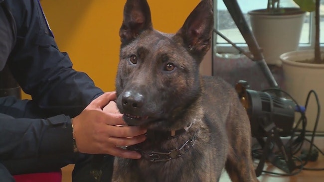 Raider, A 3 Year Old Dutch Shepherd Pagedale Police K 9, Escaped His Kennel When A Tree Fell On A Fence During A Storm Last Week, And He Was Found In A Florissant Backyard With Only Some Scapes