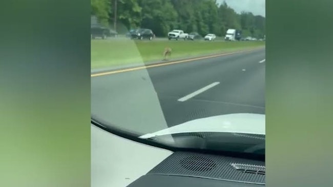 A Kangaroo That Escaped From A Macon County Petting Zoo And Ended Up Part Of A Two Vehicle Crash Before Causing Authorities To Shut Down Interstate Traffic While They Tried To Capture The Animal