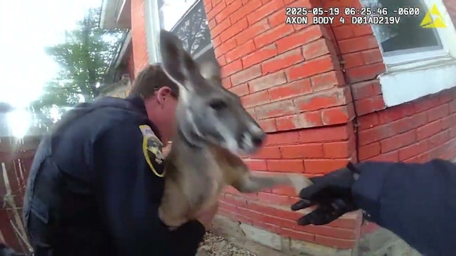 Durango Police Were Called To Wrangle A Red Kangaroo Seen 'bouncing His Way Through Town,' The Second Time Officers Have Had To Round Up The Marsupial After He Escaped His Owners