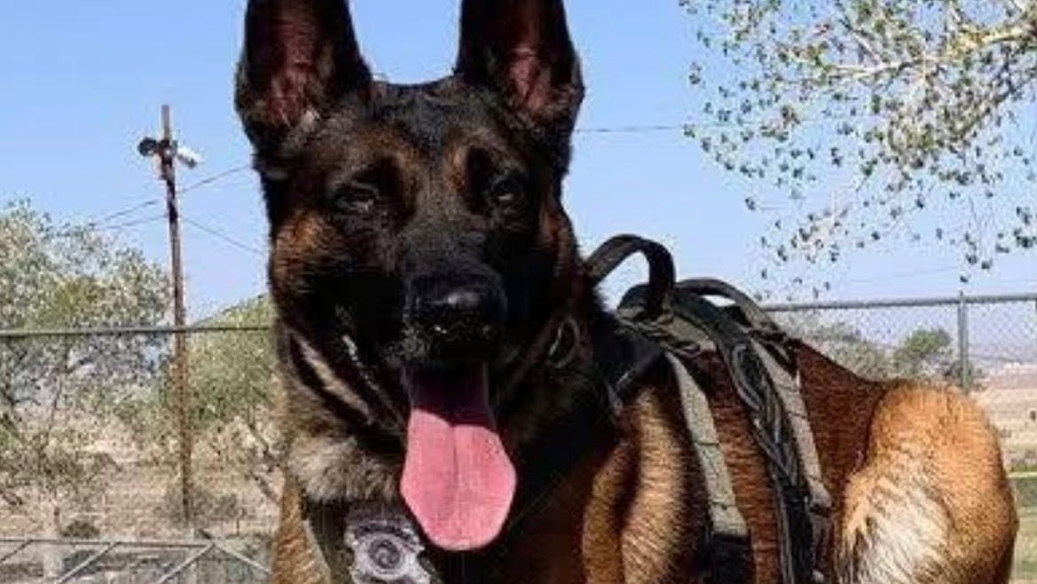 Albuquerque, NM, Police K-9 Rebel.