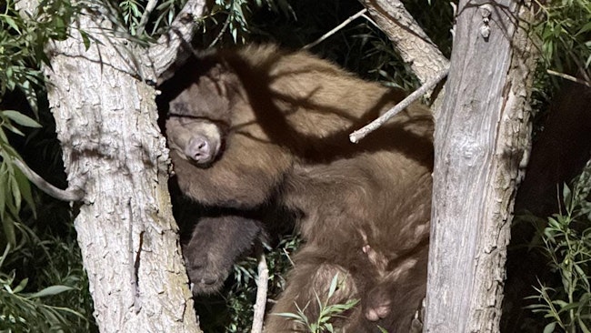 Heber City, UT, police officers chased a bear up a tree after it was spotted near an apartment complex pool before it ran across a busy highway trying to escape. Officials with the Utah Division of Wildlife Resources eventually tranquilized and captured the animal.
