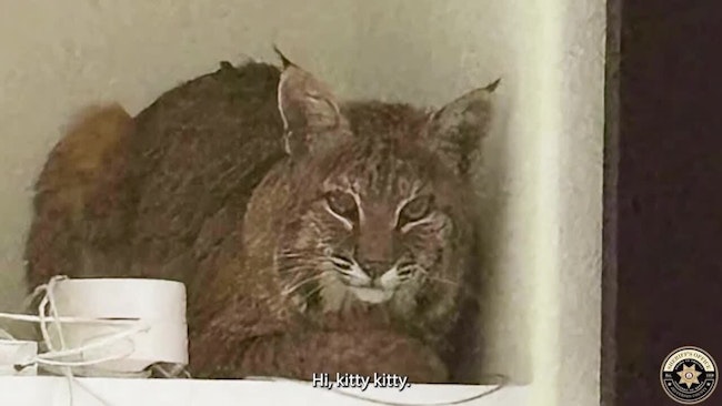 A Bobcat That Had Seemed Chased A Domestic Cat Into A Ken Caryl Home Was Unimpressed By A Jefferson County Sheriff's Deputy Using A Laser Pointer To Try To Lure The Animal Out Of The Residence