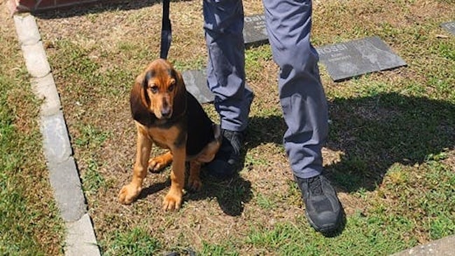 Georgia, who died Sunday from heat exposure after she was left in a cruiser with a faulty air conditioner, had been donated by a local family in 2024 and was the agency's first bloodhound.