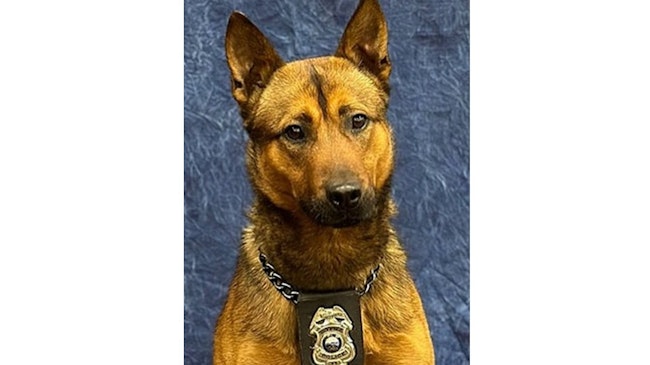 Shawnee, KS, Police K-9 Dagger.