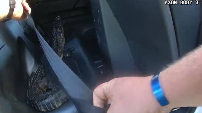 A St. Johns County, FL, sheriff's deputy puts a 4-foot-long alligator into the back of his cruiser after grabbing it out of a backyard pool in St. Augustine on July 25.