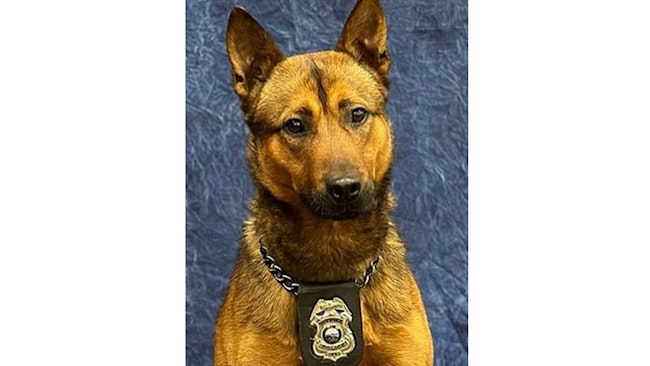 Shawnee, KS, Police Department K-9 Dagger.