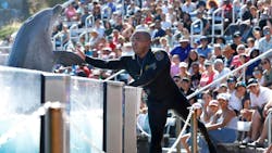 SeaWorld dolphin trainer Andre Thomas high-fives a dolphin during a show in August in San Diego. Thomas also is a San Diego police sergeant who works at the park part time as a dolphin trainer. SeaWorld dolphin trainer Andre Thomas high-fives a dolphin during a show in August in San Diego. Thomas also is a San Diego police sergeant who works at the park part time as a dolphin trainer.
