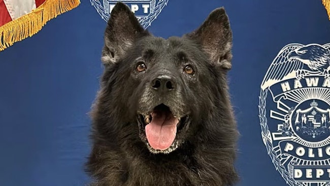 Archer, a 6½-year-old Belgian Malinois/German shepherd mix K-9 with the Hawaii Police Department, was left alone in a hot patrol vehicle for an 'unacceptable' amount of time, according to the agency.