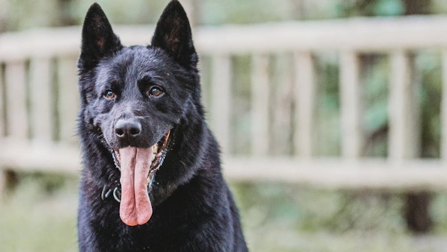 Casner, an 8-year-old K-9 with the Berlin Police Department, had returned home with his handler after an evening shift when the dog escaped from his handler's backyard.