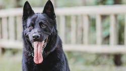 Casner, an 8-year-old K-9 with the Berlin Police Department, had returned home with his handler after an evening shift when the dog escaped from his handler's backyard. Casner, an 8-year-old K-9 with the Berlin Police Department, had returned home with his handler after an evening shift when the dog escaped from his handler's backyard.