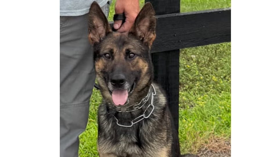 Diesel, a 3-year-old K-9 with the Chattanooga Police Department, suffered injuries that would leave him with a severely diminished quality of life, and it was decided to humanely euthanize the dog.