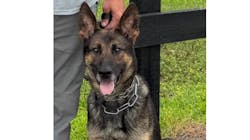 Diesel, a 3-year-old K-9 with the Chattanooga Police Department, suffered injuries that would leave him with a severely diminished quality of life, and it was decided to humanely euthanize the dog. Diesel, a 3-year-old K-9 with the Chattanooga Police Department, suffered injuries that would leave him with a severely diminished quality of life, and it was decided to humanely euthanize the dog.