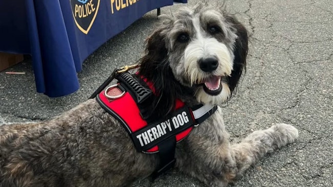 Zena, a 3-year-old therapy dog with the Wilmington, MA, Police Department, was killed in a head-on collision Tuesday that also injured her handler.