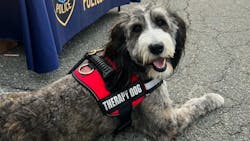 Zena, a 3-year-old therapy dog with the Wilmington, MA, Police Department, was killed in a head-on collision Tuesday that also injured her handler. Zena, a 3-year-old therapy dog with the Wilmington, MA, Police Department, was killed in a head-on collision Tuesday that also injured her handler.