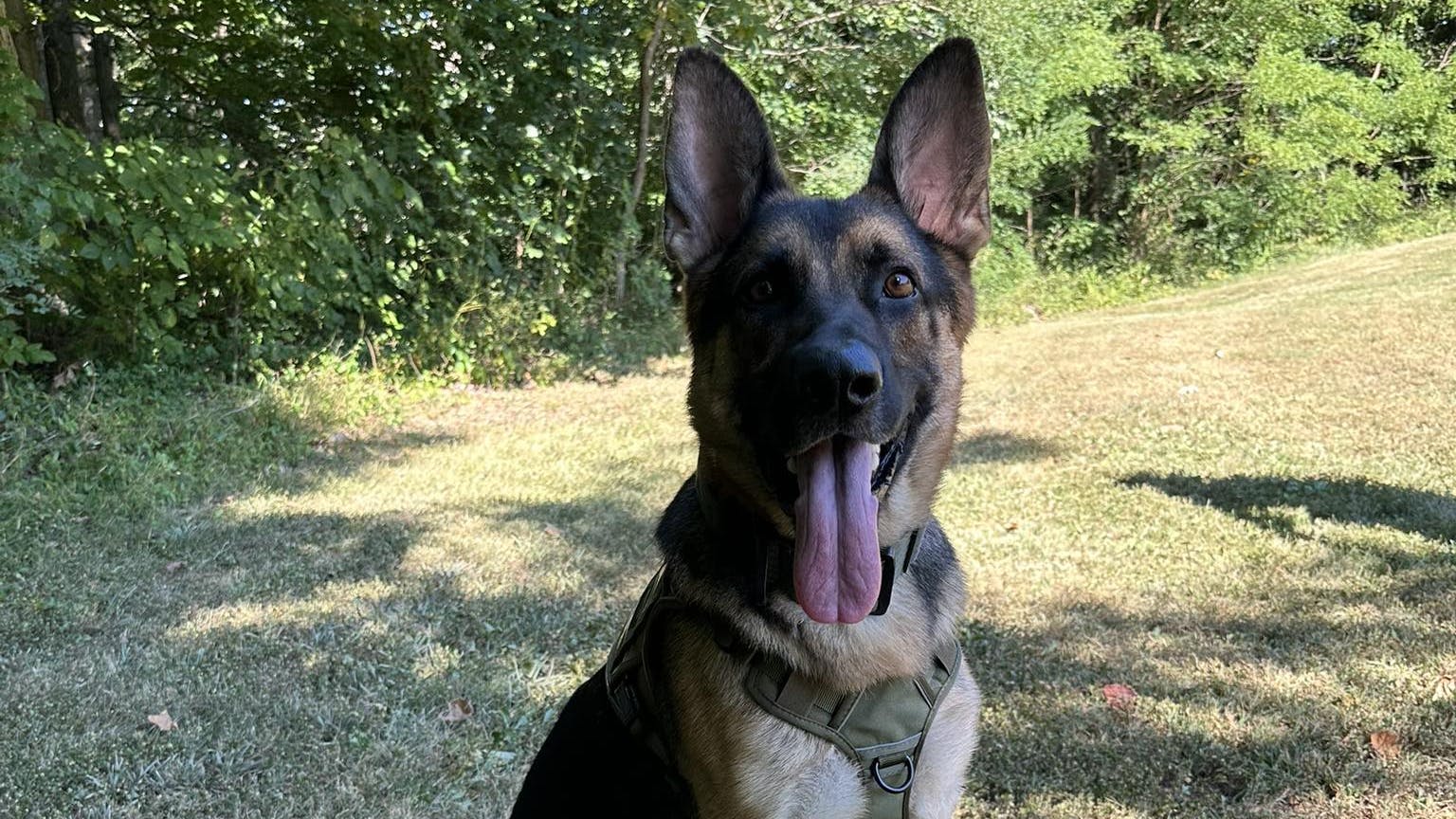 Knox, a K-9 with the Brown County Sheriff's Office, helped rescue two 11-year-olds lost in Hoosier National Forest on Sunday.