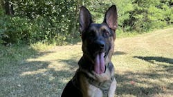 Knox, a K-9 with the Brown County Sheriff's Office, helped rescue two 11-year-olds lost in Hoosier National Forest on Sunday. Knox, a K-9 with the Brown County Sheriff's Office, helped rescue two 11-year-olds lost in Hoosier National Forest on Sunday.