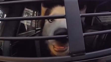 A dog that had been missing for seven years was found recently after the canine jumped in the cruiser of a Tampa, FL, police officer who was responding to another call.