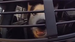 A dog that had been missing for seven years was found recently after the canine jumped in the cruiser of a Tampa, FL, police officer who was responding to another call. A dog that had been missing for seven years was found recently after the canine jumped in the cruiser of a Tampa, FL, police officer who was responding to another call.