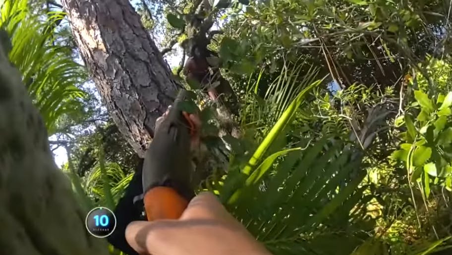 Miami-Dade sheriff's deputies confront a double-homicide suspect in a tree during a September standoff in Pembroke Pines. The suspect stayed there in the tree until he surrendered after being shot in the hand.