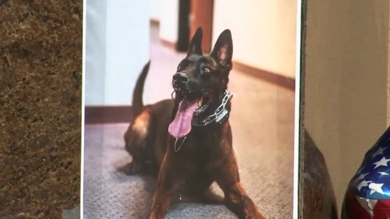 Burbank, CA, Police K-9 Spike.