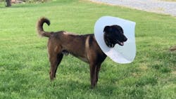 Injured Burlington, NC, Police K-9 Talon. Injured Burlington, NC, Police K-9 Talon.