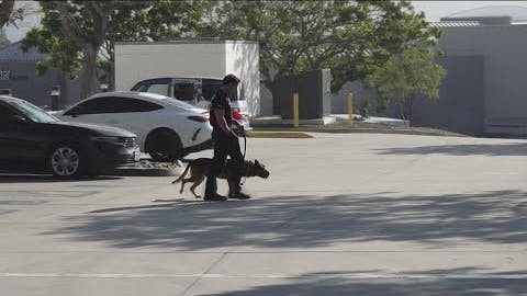 San Diego Police K-9 Bowie.