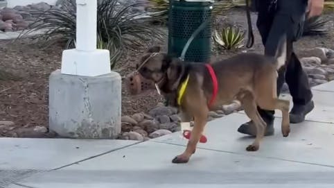 San Diego police K-9 Bowie.