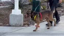 San Diego police K-9 Bowie. San Diego police K-9 Bowie.