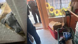 Deputies rescued a puppy found abandoned inside a filthy apartment. Deputies rescued a puppy found abandoned inside a filthy apartment.