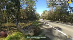 The St. Johns County Sheriff’s Office responded on Jan. 9 to a report of a runaway emu along County Road 13.