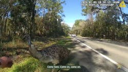 The St. Johns County Sheriff’s Office responded on Jan. 9 to a report of a runaway emu along County Road 13. The St. Johns County Sheriff’s Office responded on Jan. 9 to a report of a runaway emu along County Road 13.