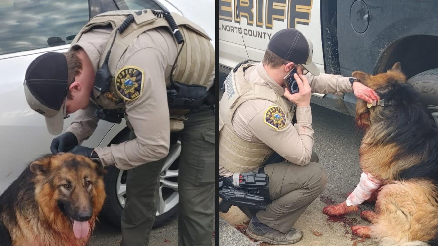 6978ddff144af3d396d87194 Deputyhelpsdog