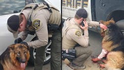 6978ddff144af3d396d87194 Deputyhelpsdog 6978ddff144af3d396d87194 Deputyhelpsdog