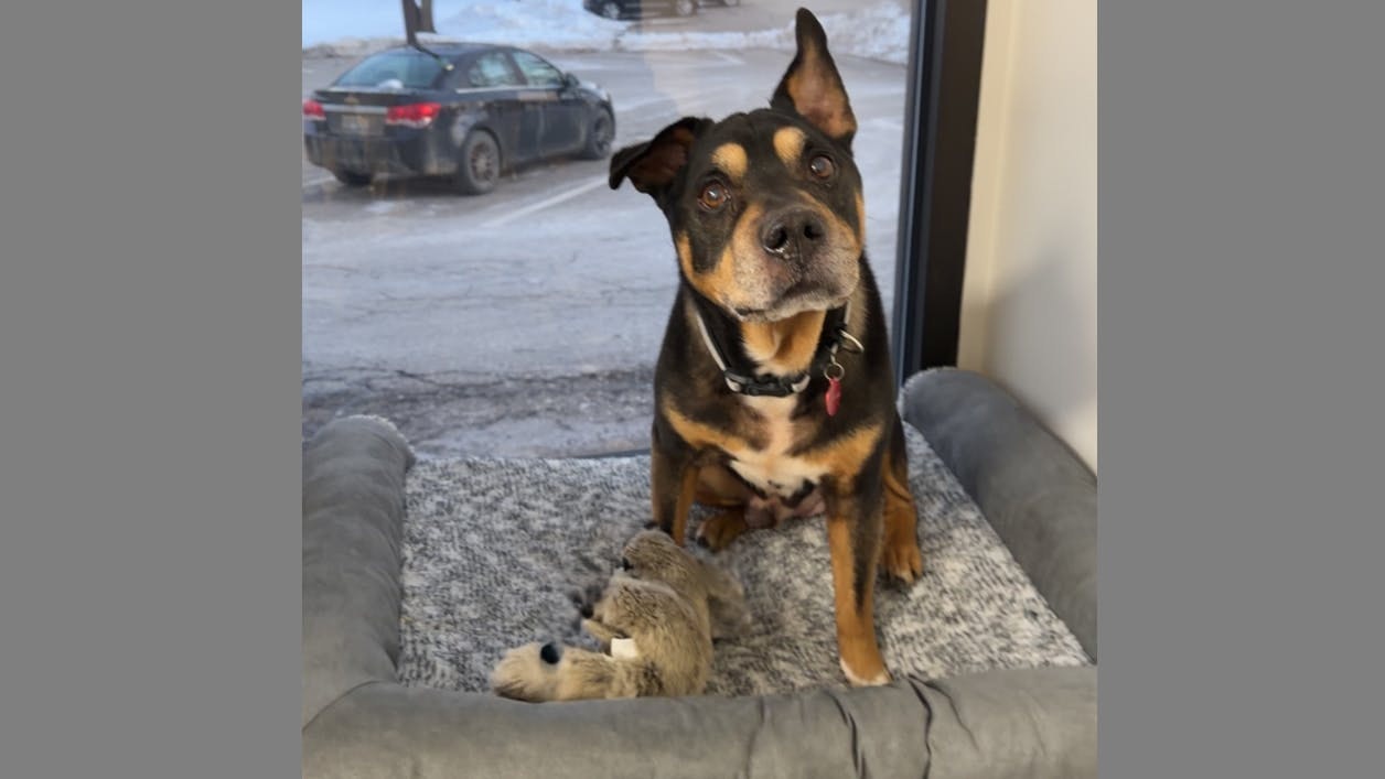 Lil' Craig, the Milford, MI, Police Department's new member.