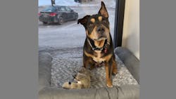 Lil' Craig, the Milford, MI, Police Department's new member. Lil' Craig, the Milford, MI, Police Department's new member.