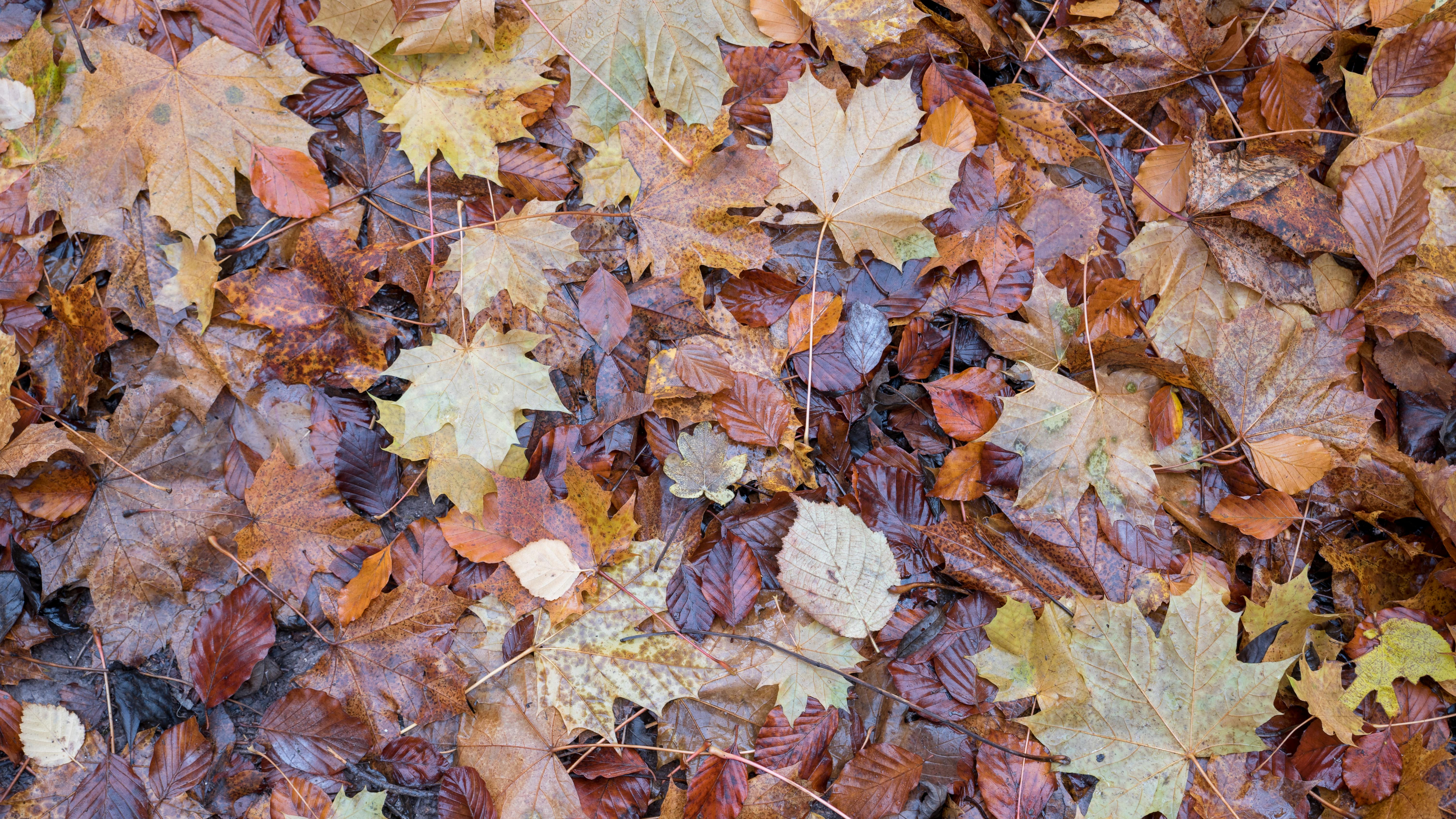 He would've gotten away with it, too, if it wasn't for those nosy leaves!