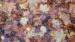 He would've gotten away with it, too, if it wasn't for those nosy leaves! He would've gotten away with it, too, if it wasn't for those nosy leaves!