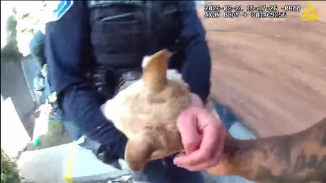 Dramatic catch by Milpitas, CA, police officers.